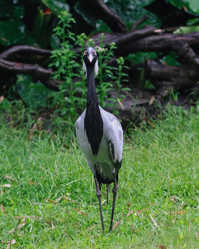 Black-necked crane
