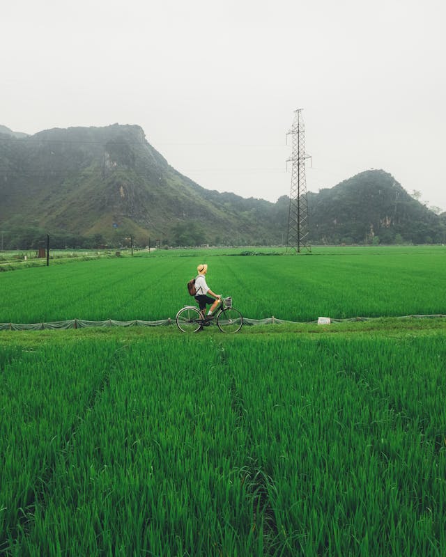 A person cycling through green paddy fields surrounded by lush countryside and open rural landscape